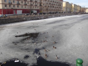 St Petersburg canal & ducks